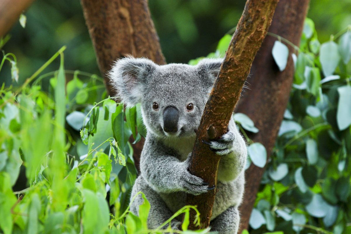 AU7RHOE Australien Koala