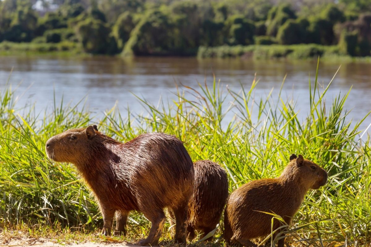 BR-Galerie-Capybaras-im-Pantanal-shutterstock