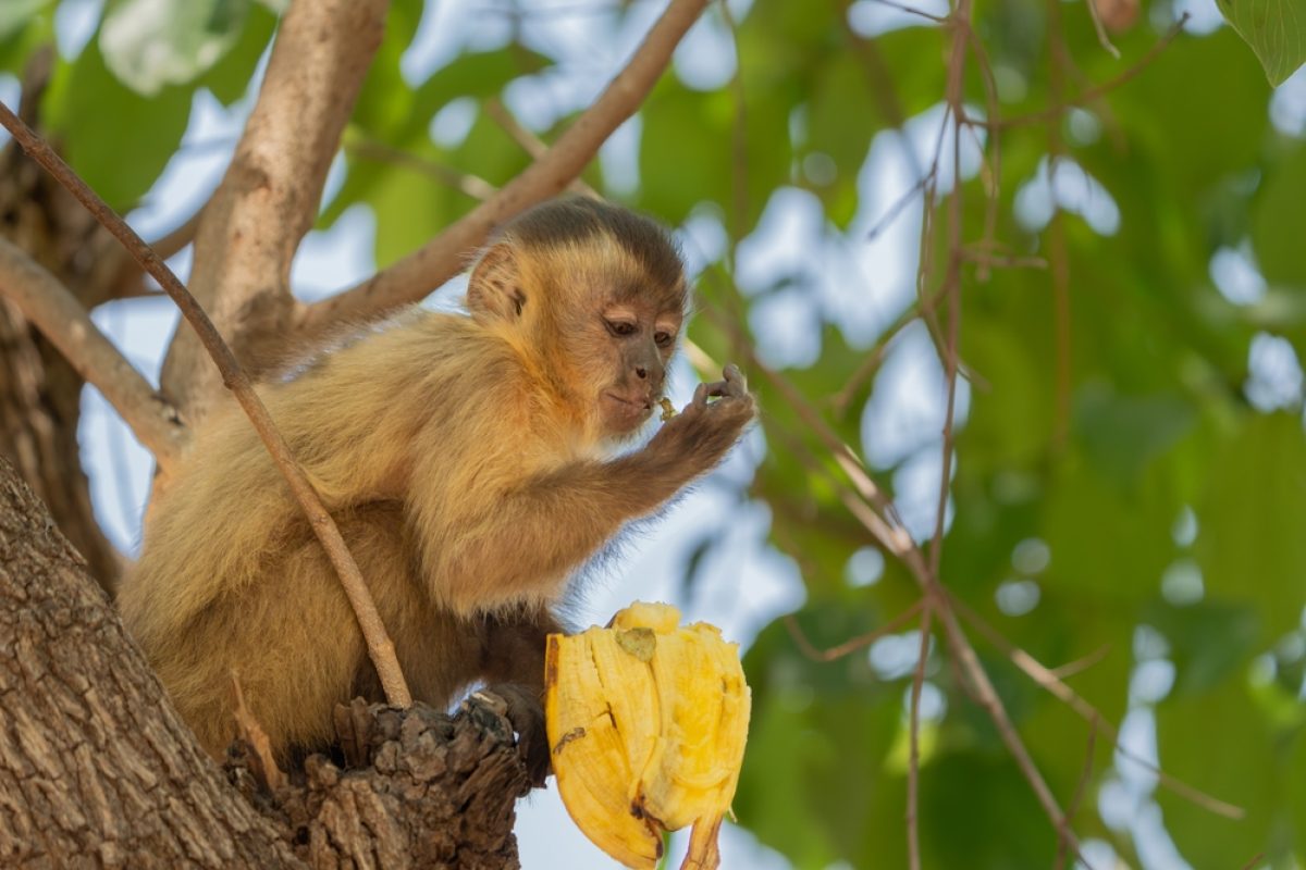 BR-Tag10-Pantanal-Kapuzineraffe-in-Baum-shutterstock