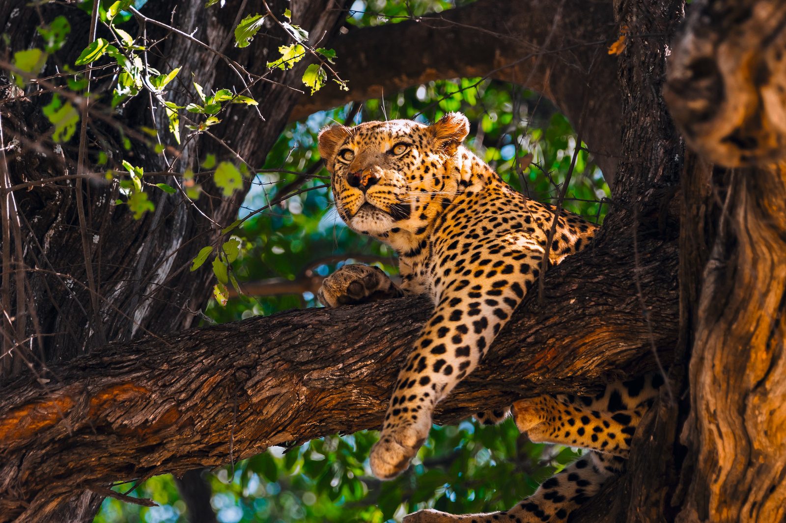 Botswana & Simbabwe: Höhepunkte