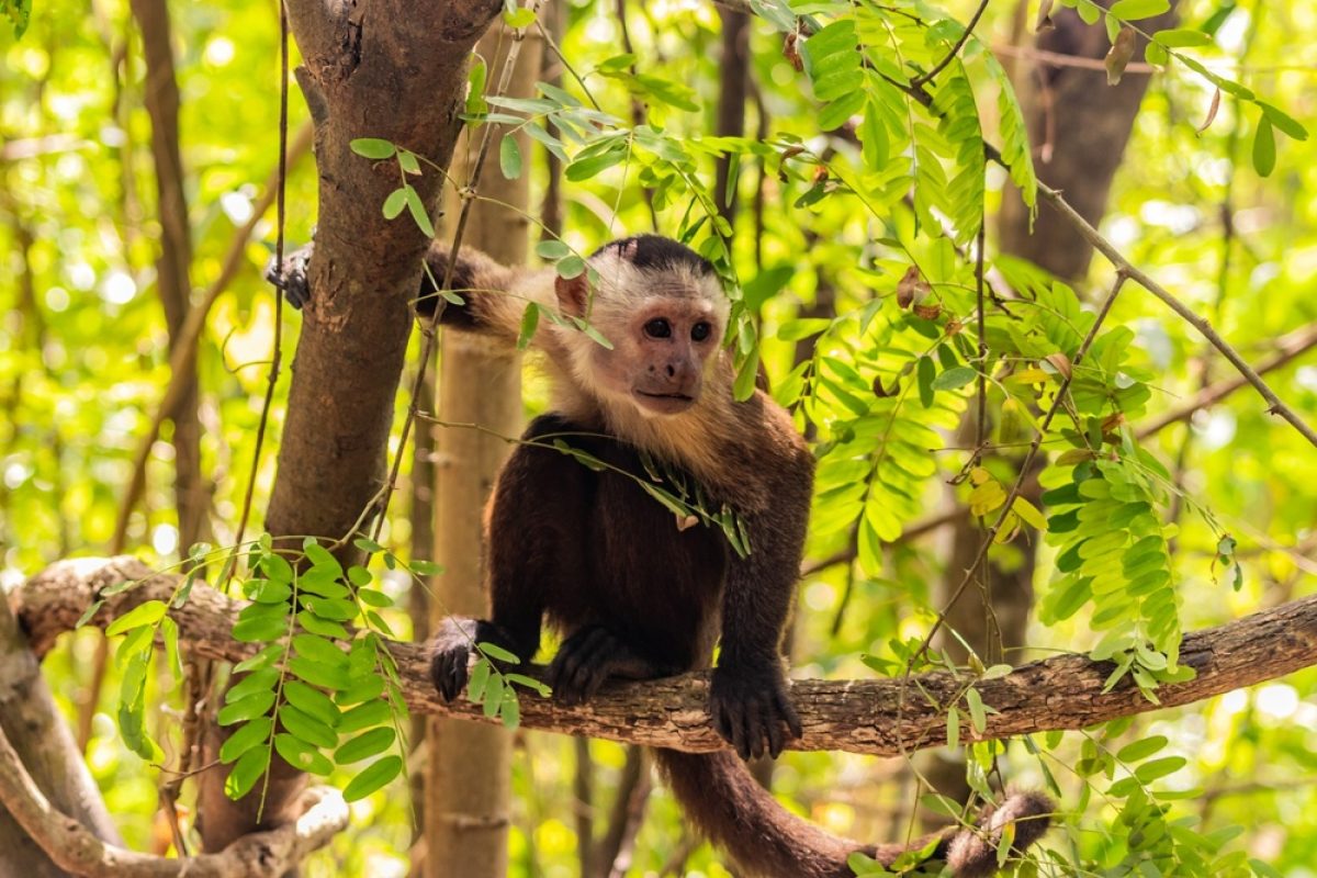 CO-Tag15-Tayrona-Nationalpark-Kapuzinerarffe-shutterstock