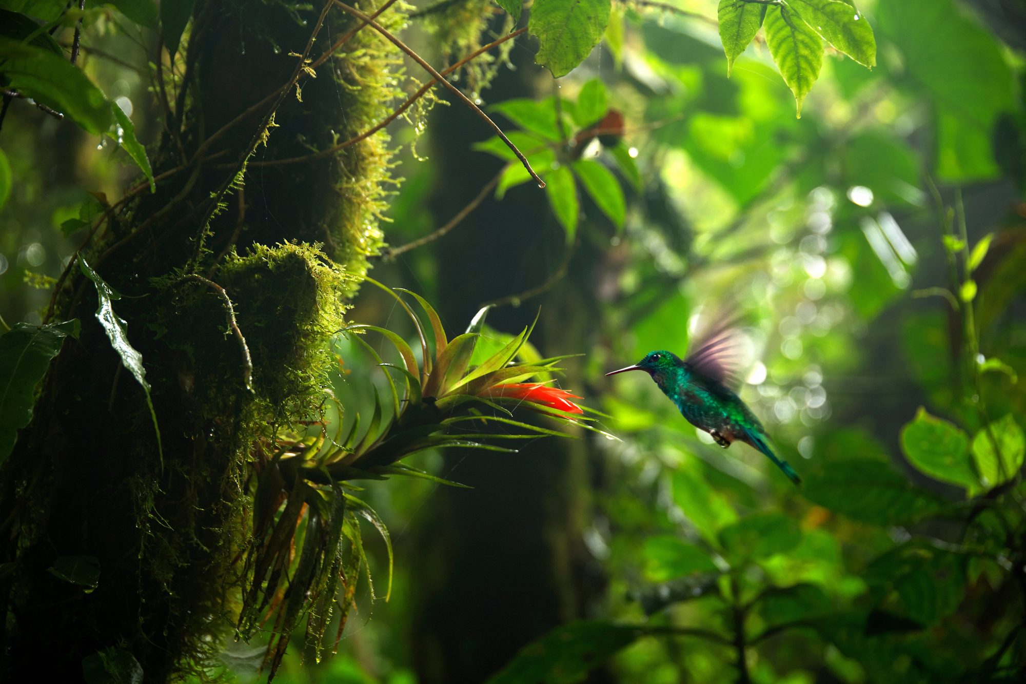 Costa Rica: Höhepunkte