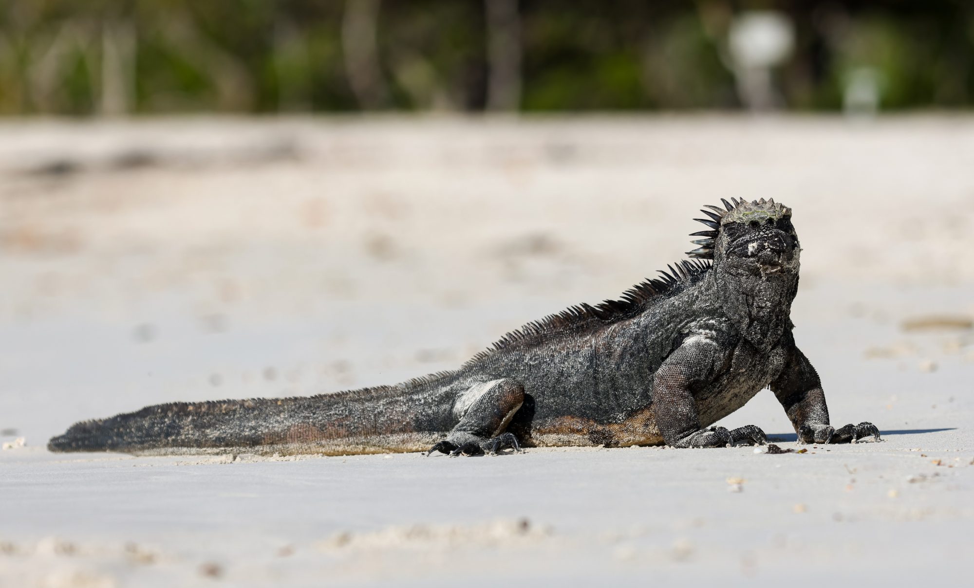 Ecuador & Galápagos: Höhepunkte