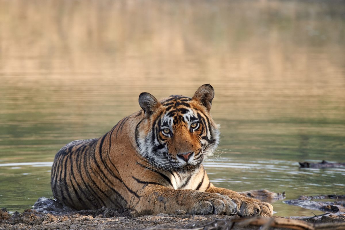 Bengalischer Tiger, Ranthambhore