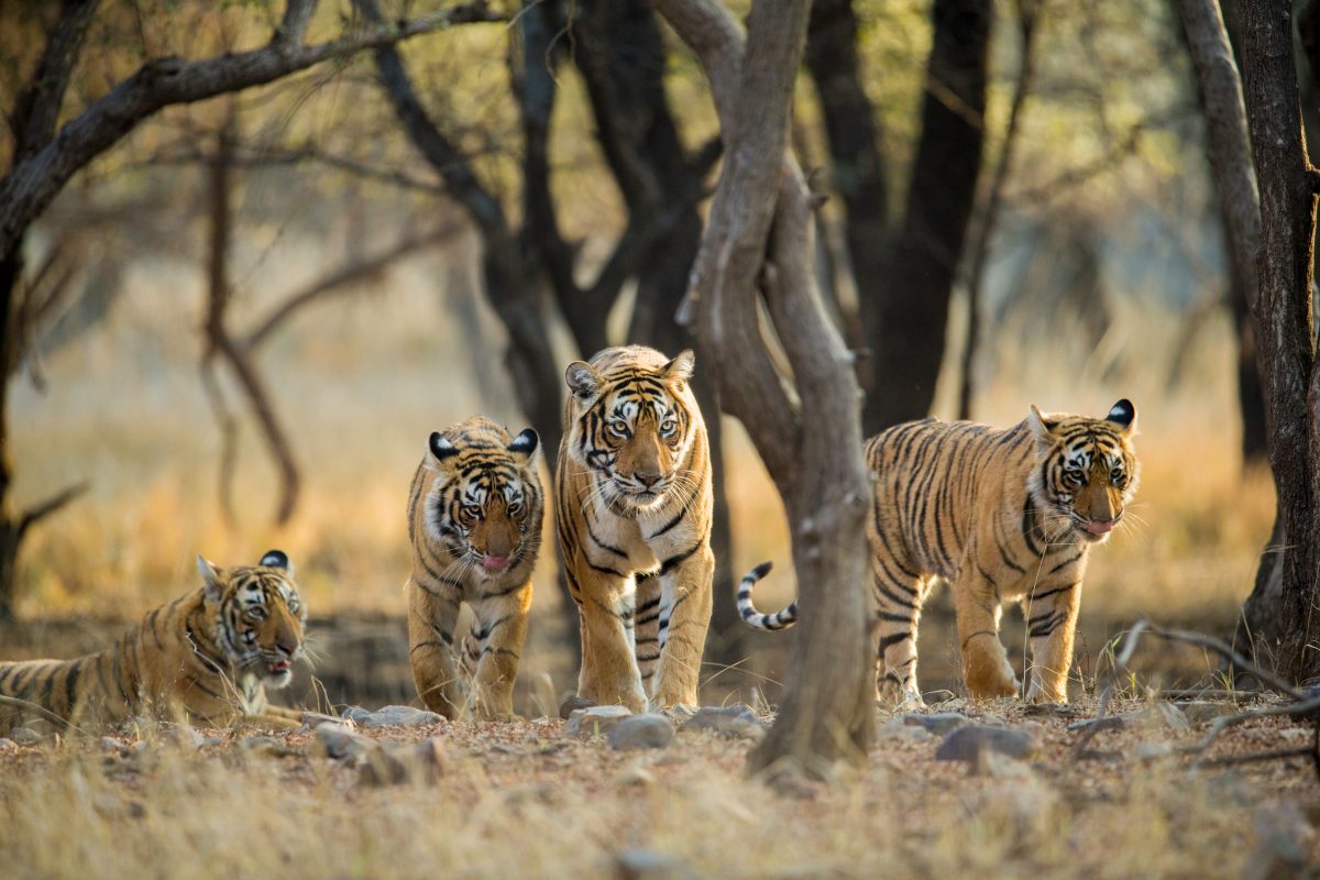 Ranthambhore National Park