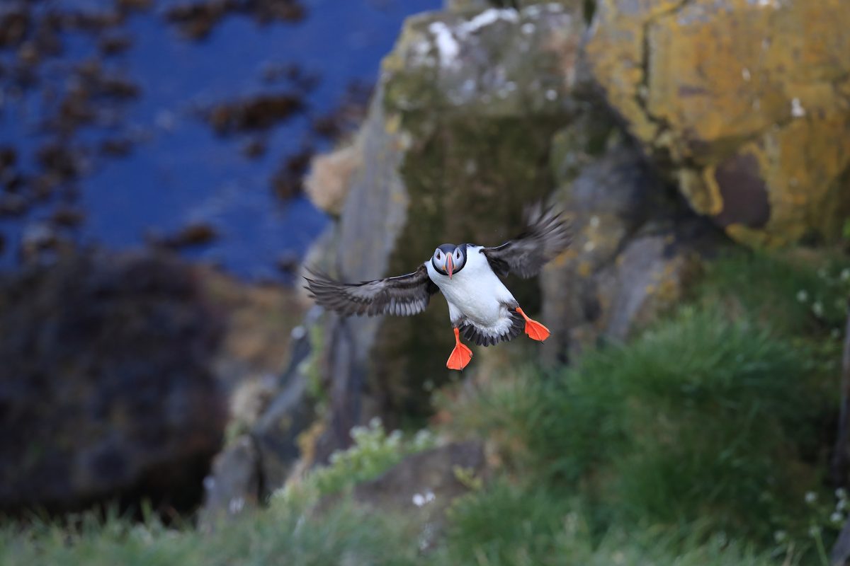 Papageientaucher im Flug