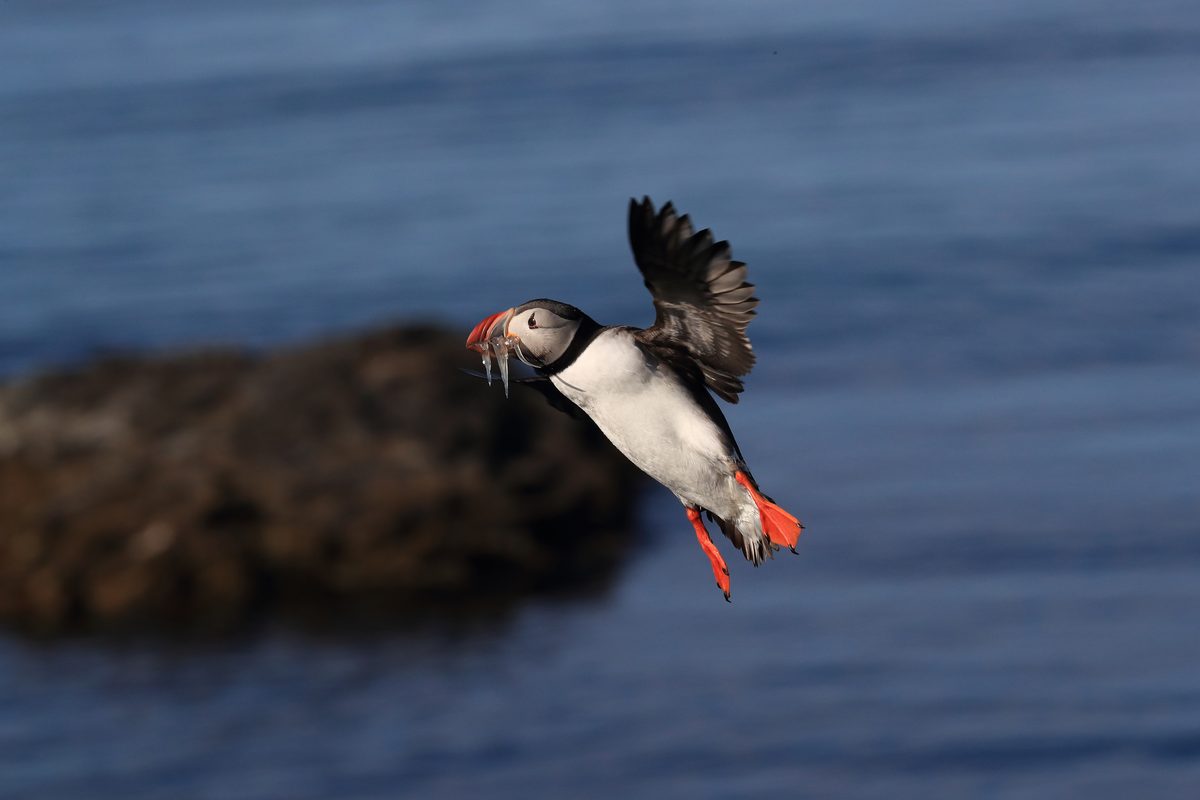 Papageientaucher im Flug