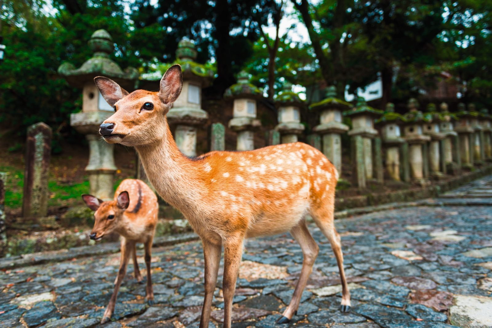 Japan: Die ausführliche Reise