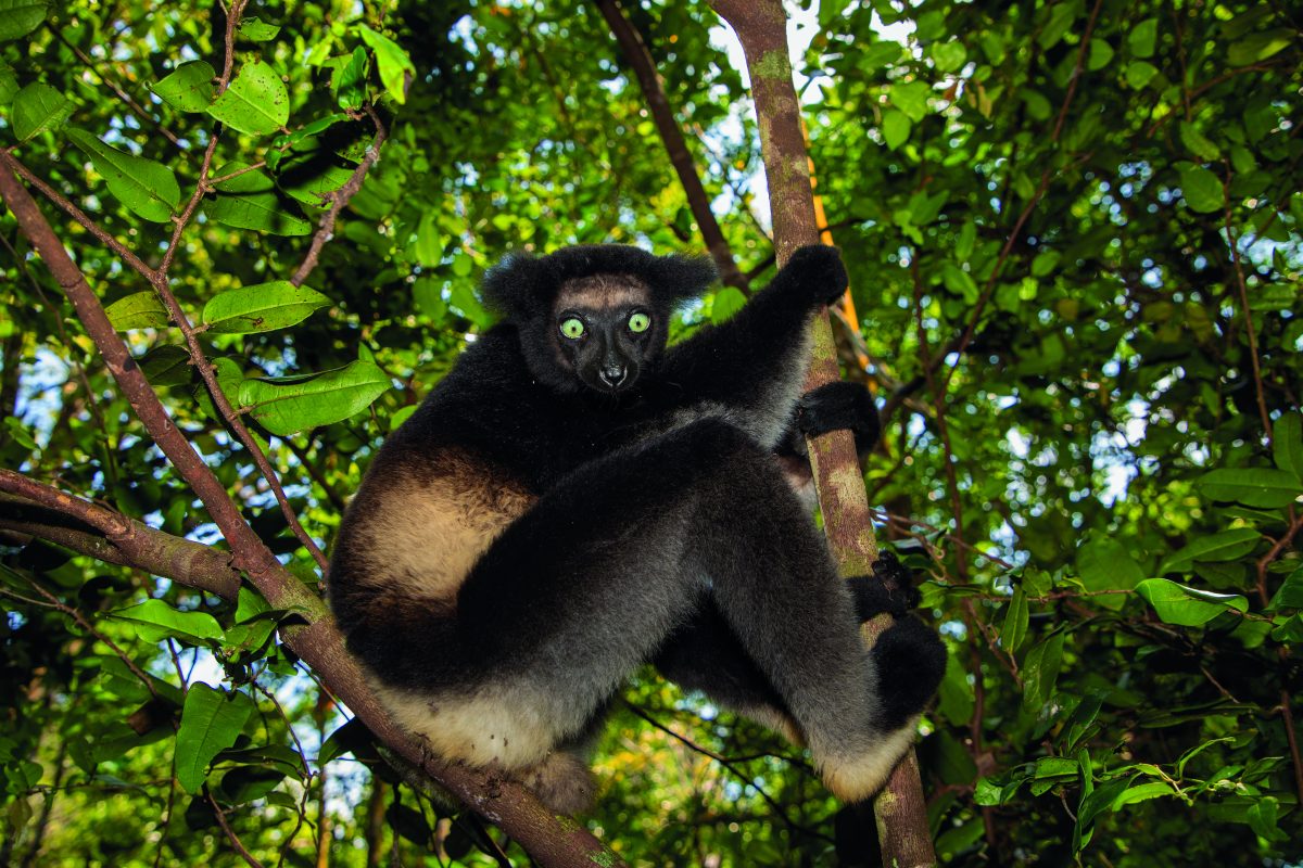 MGRENT B3 Lemur