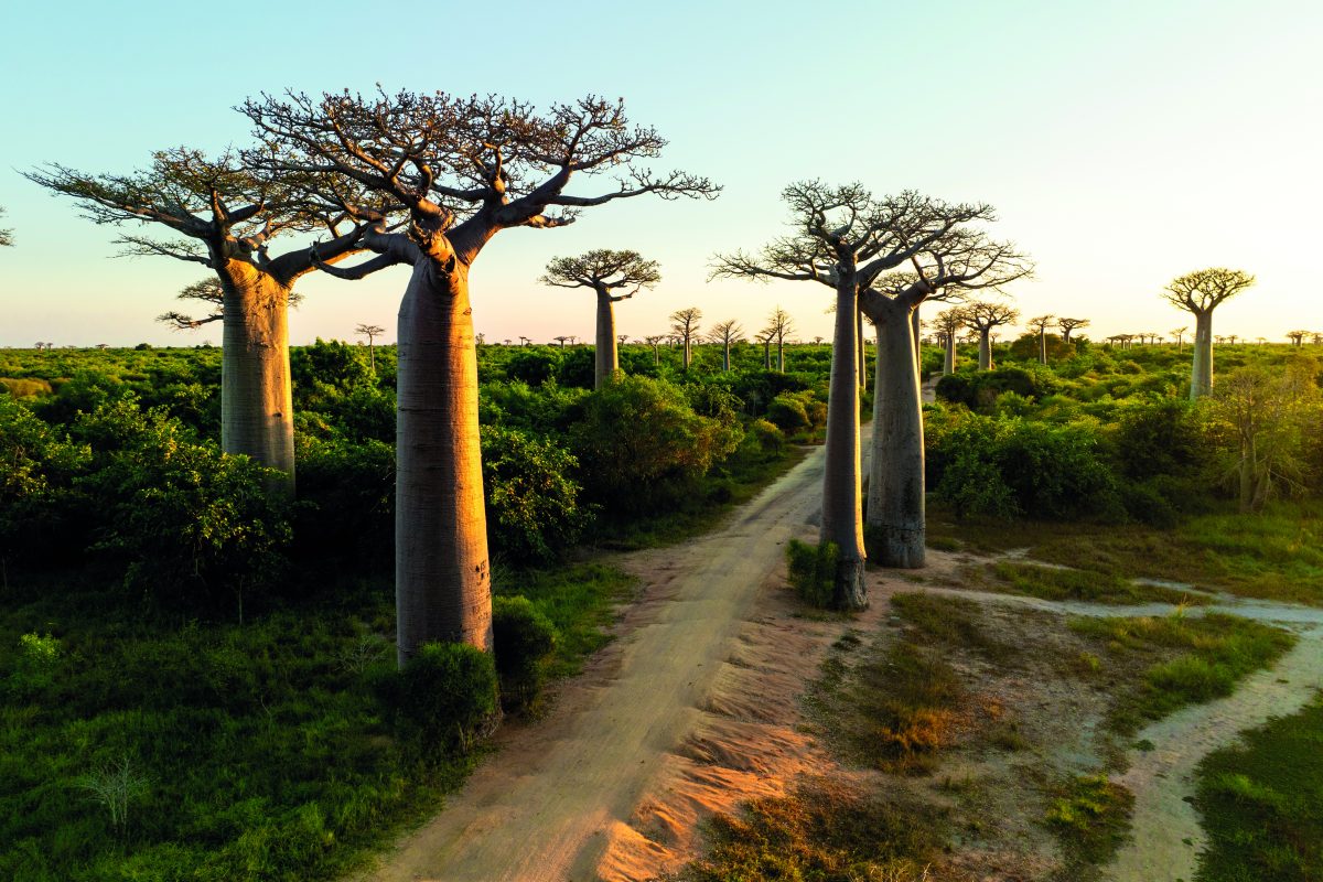 MGRENT Header Baobab