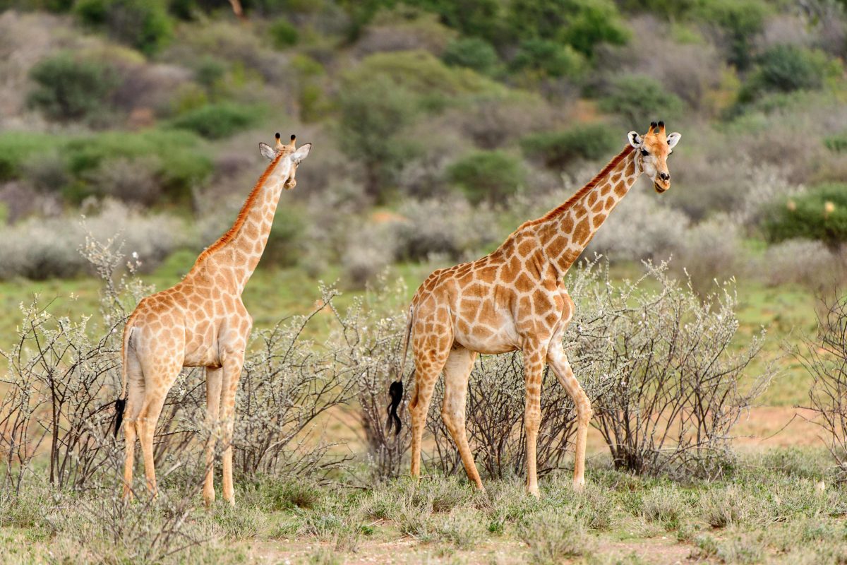 NA7RKOM Namibia Giraffen im Erindi Park