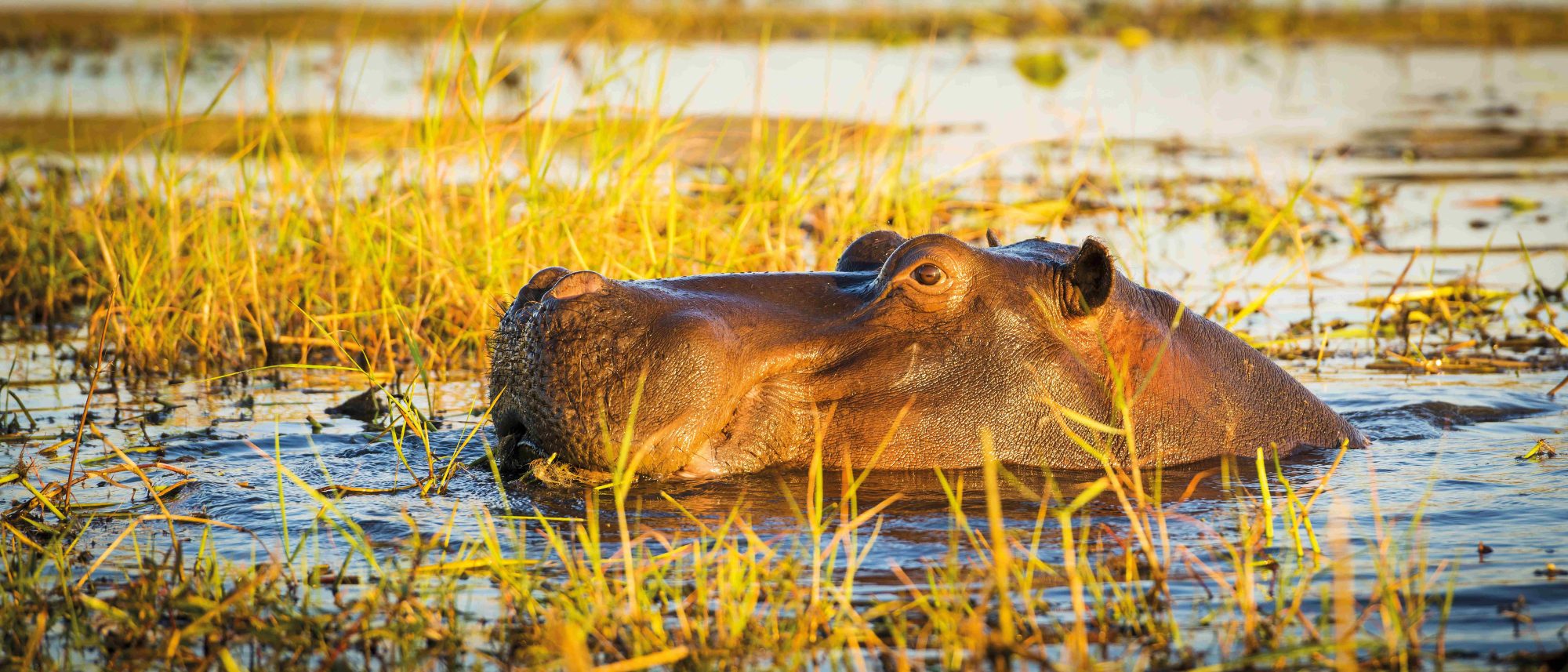 Namibia, Botswana & Südafrika: Die ausführliche Reise mit Victoriafällen