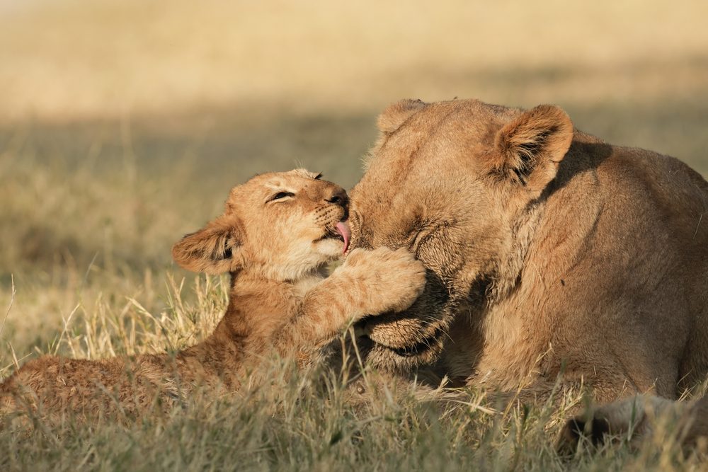 Namibia & Botswana: Höhepunkte im Norden mit Victoriafällen