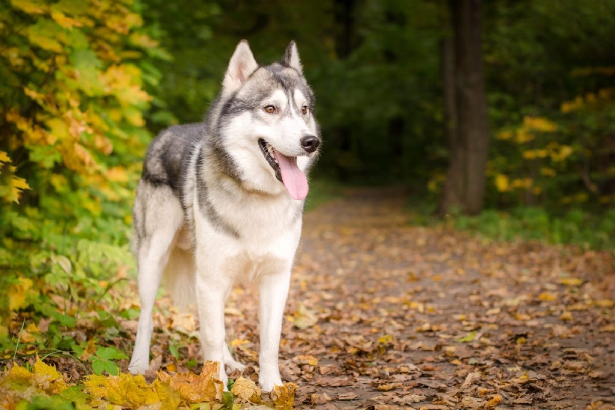 NORKAP-Galerie-Lappland-Husky-im-Wald-shutterstock