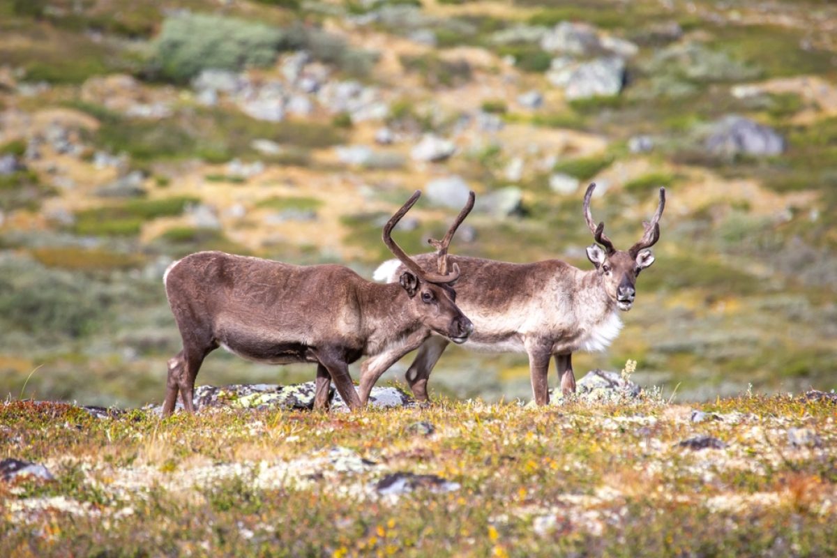 NORKAP-Tag8-Norwegen-Lappland-Rentiere-shutterstock