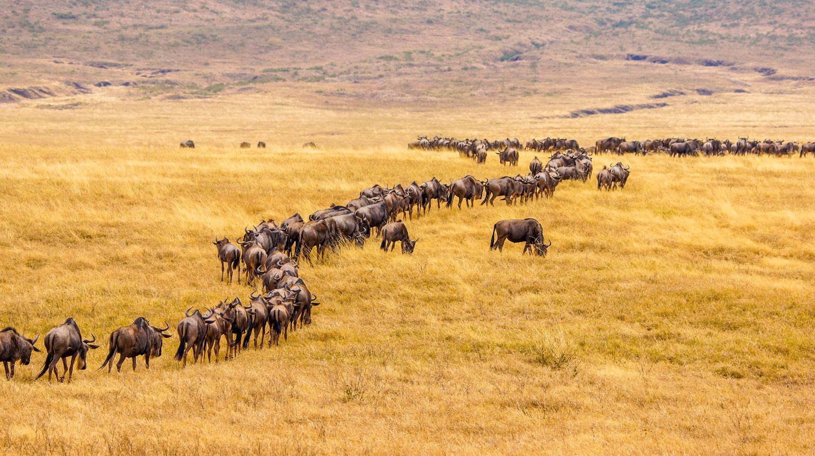 Tansania : zur großen Tierwanderung