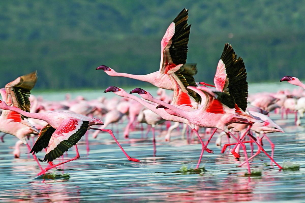 TZ Tansania Nakurusee