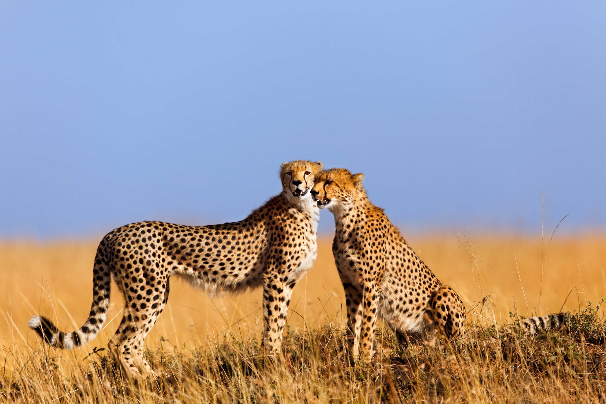 Tansania & Kenia: Höhepunkte mit Sansibar