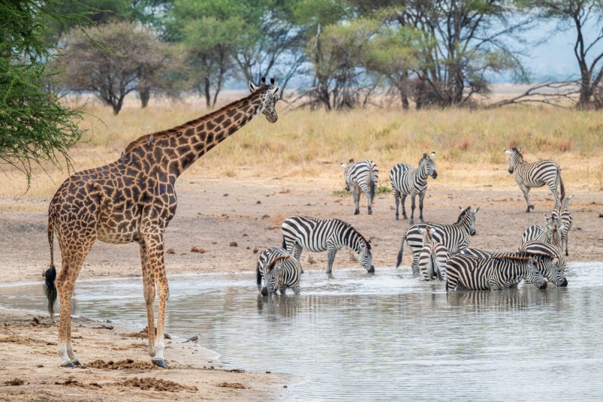 TZ-Tarangire-Zebras-und-Giraffe-an-Wasserloch-shutterstock