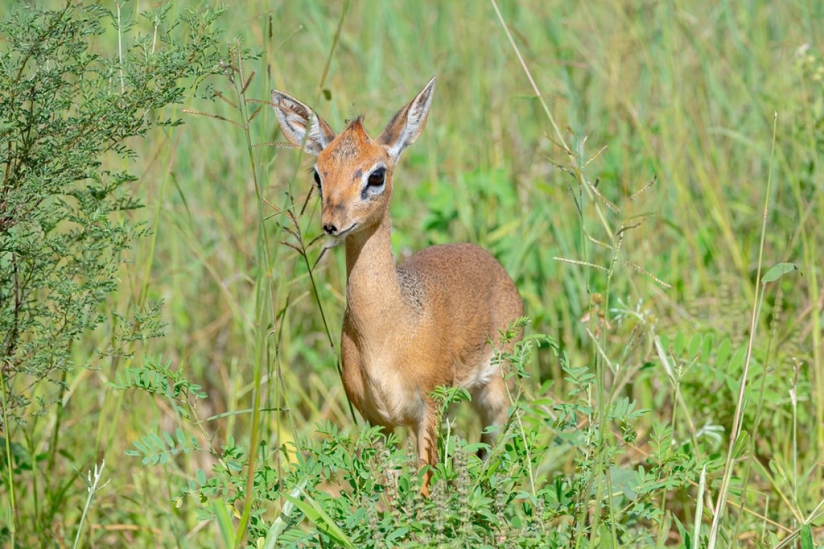 TZ-Tag2-Kilimanjaro-Dik-Dik-shutterstock
