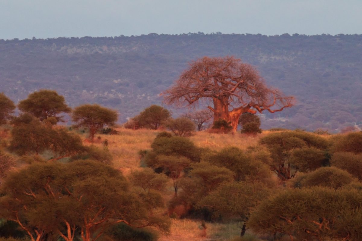 TZ-Tag4-Baobab-Baum-im-Tarangire-Nationalpark-shutterstock 2706997653.jpgTZ-Tag4-Baobab-Ba
