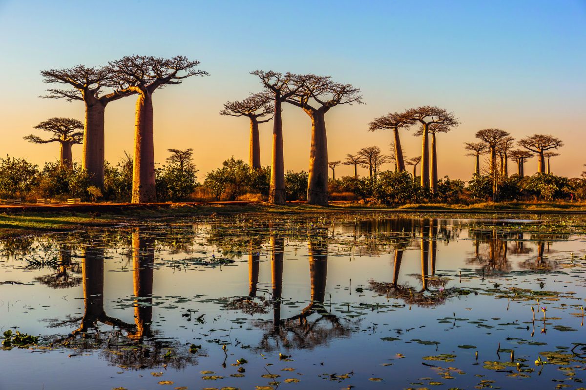 TRZSAD WSV Baobab Bäume