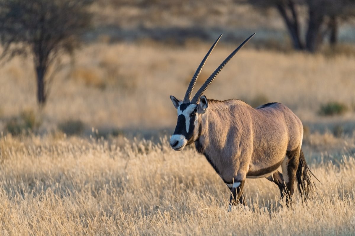 TZ-Mkomazi-Nationalpark-Oryx-Antilope-shutterstock