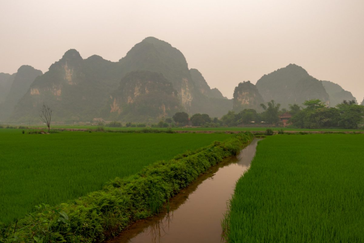 VN-Halong-Tag4-Reisfelder-bei-Halong-Bay-shutterstock