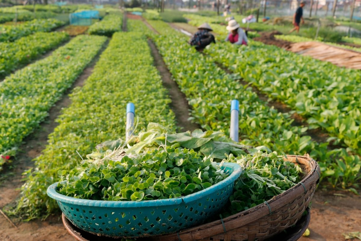 VN-Hoi-An-Tag6-Kräutersiedlung-shutterstock