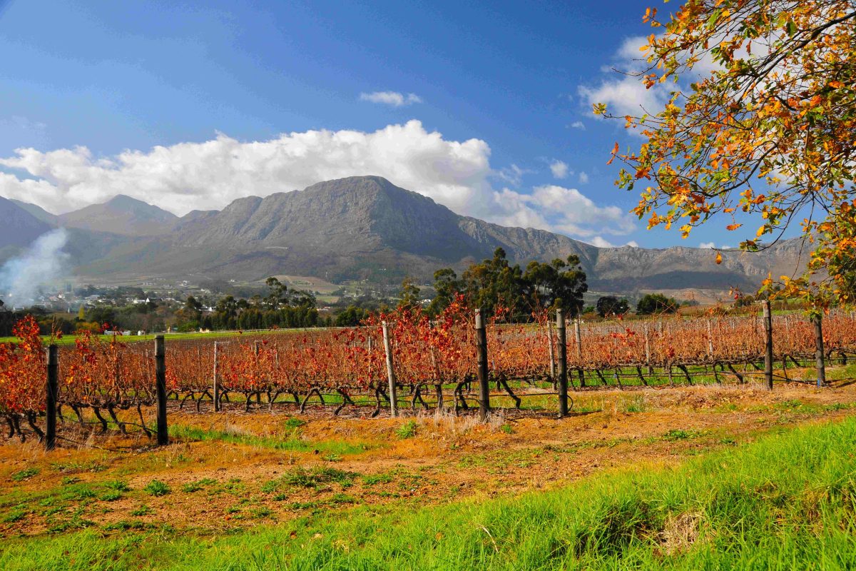 ZA7RGAE Südafrika Weinreben von Franschoek in Südafrika