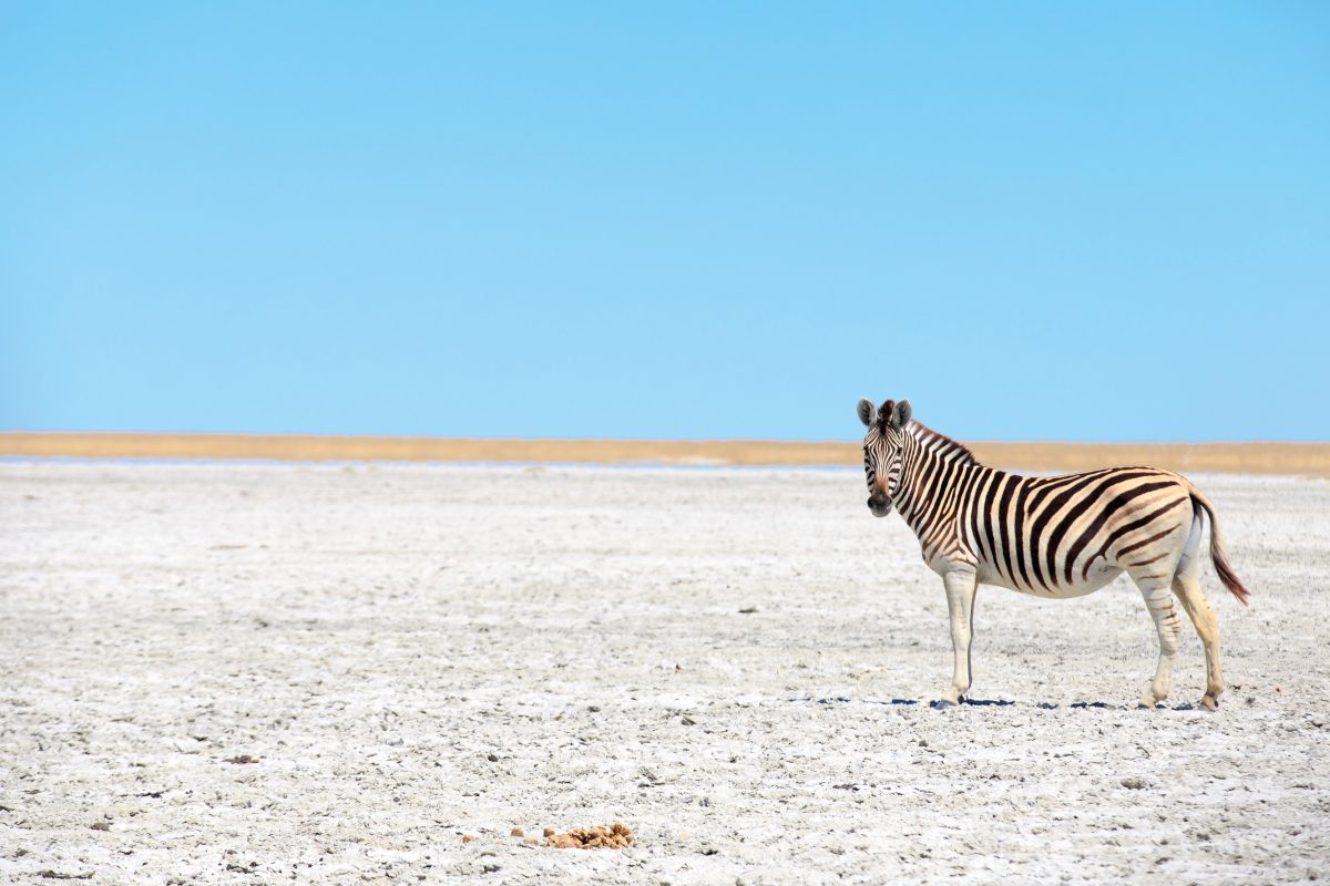 ZARGES BW Makgadikgadi