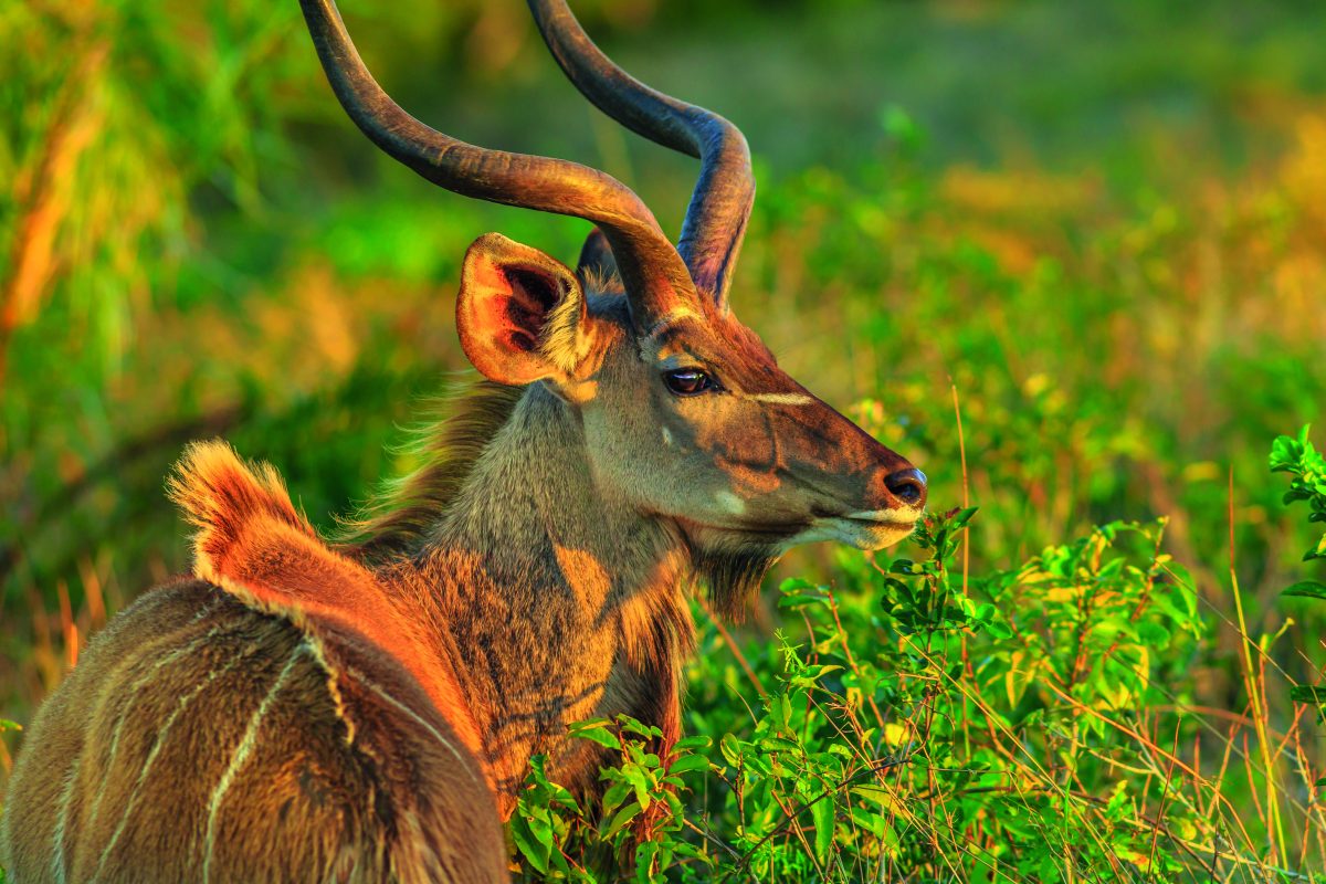 ZARGLH B3 Antelope