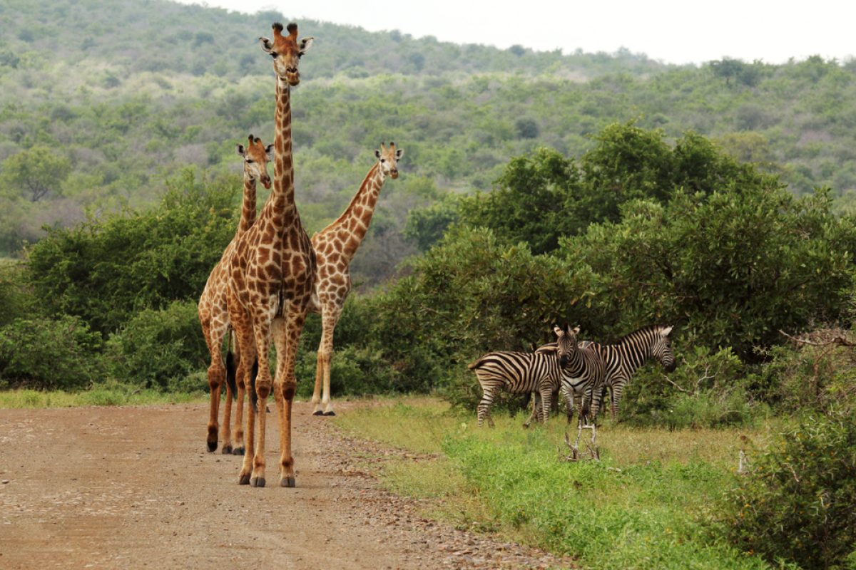 ZA Krueger-Nationalpark Giraffen&Zebras