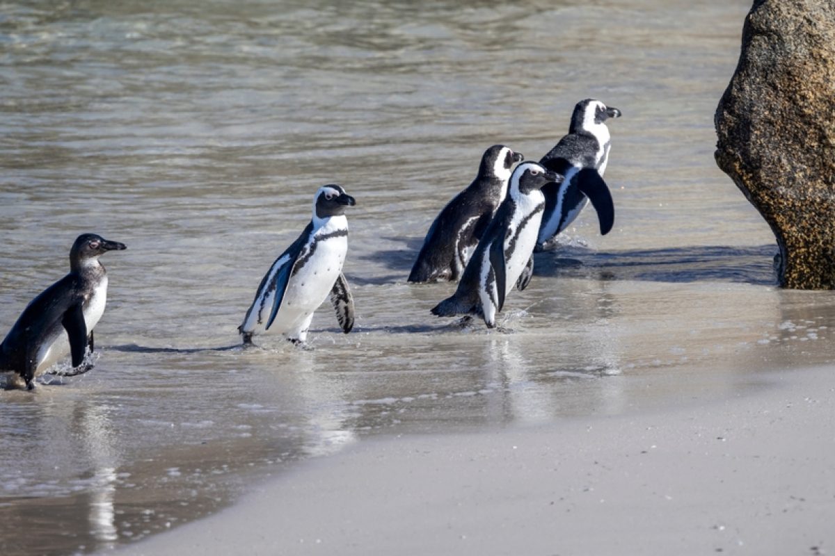 ZA Kapstadt Pinguine-am-Boulderstrand