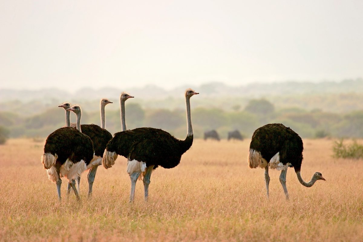 ZARSAK SA Suedafrika Kompakt shutterstock
