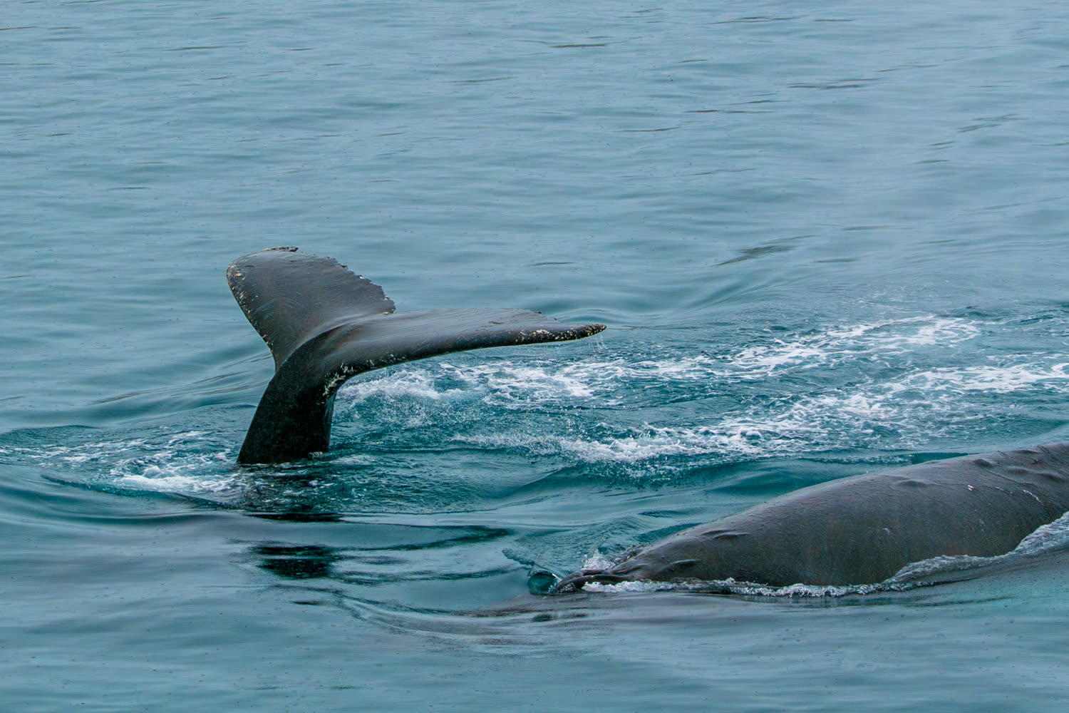Reiseeindruck 6 — Foto: Aurora Expeditions