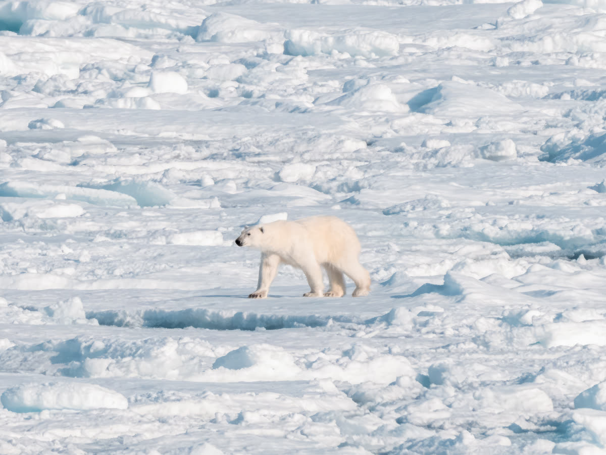 Juwelen der Arktis: Von Spitzbergen nach Grönland | MS GREG MORTIMER