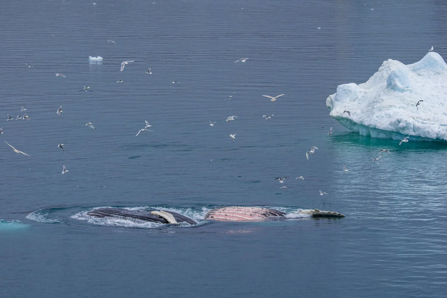 Reiseeindruck 4 — Foto: Aurora Expeditions