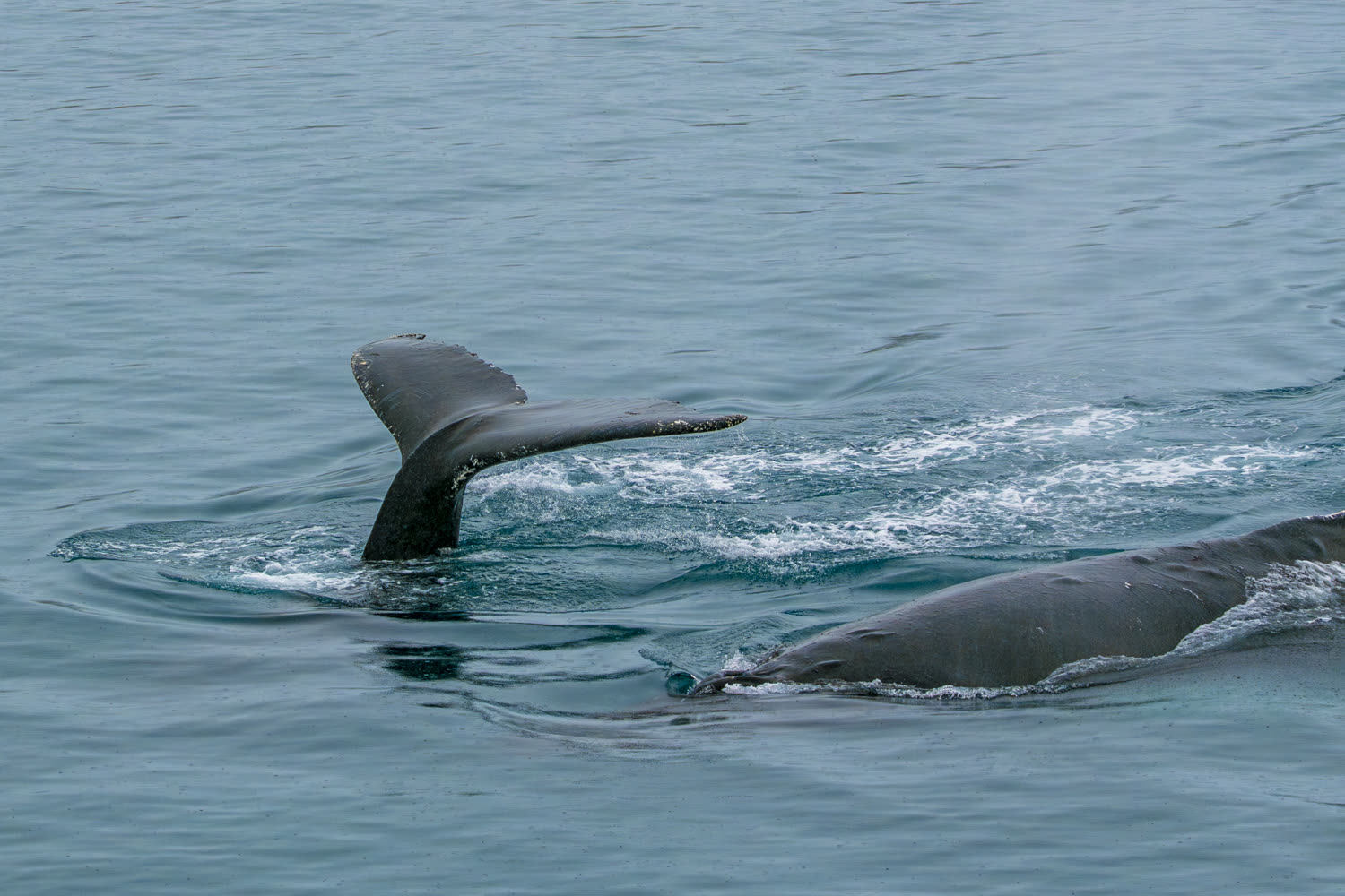 Reiseeindruck 1 — Foto: Aurora Expeditions