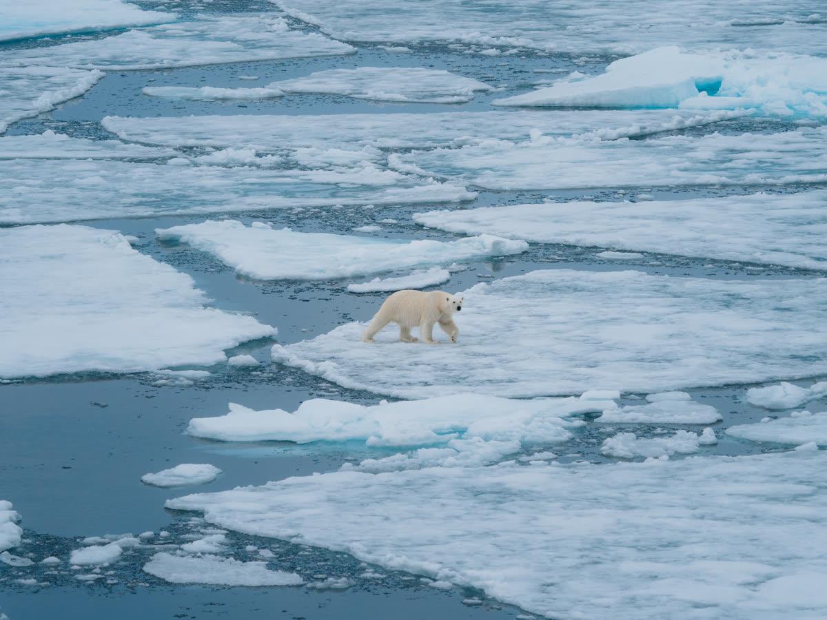 Arktis-Expedition: Spitzbergen & Grönland | MS SYLVIA EARLE