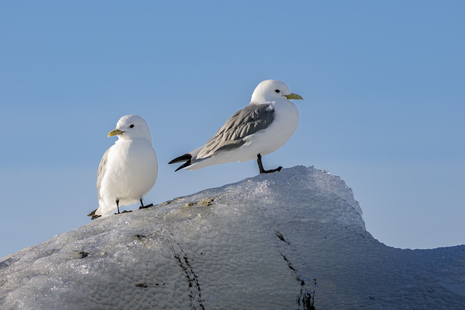 Reiseeindruck 6 — Foto: Aurora Expeditions