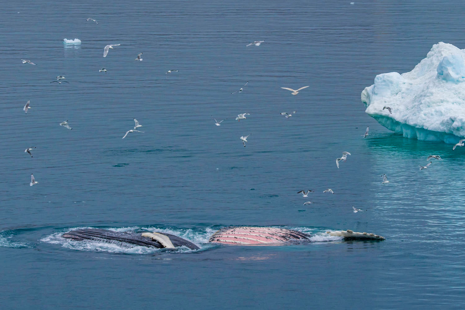 Reiseeindruck 3 — Foto: Aurora Expeditions