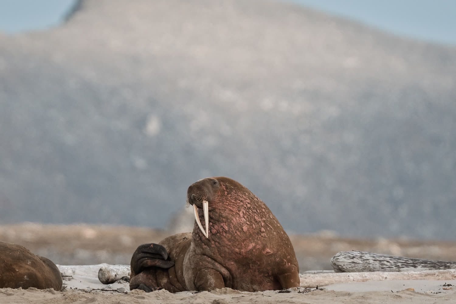 Reiseeindruck 3 — Foto: Aurora Expeditions