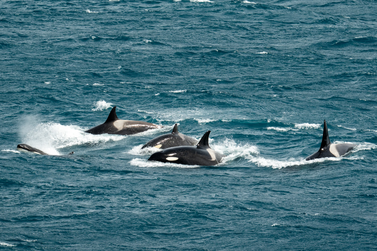 Reiseeindruck 1 — Foto: Aurora Expeditions