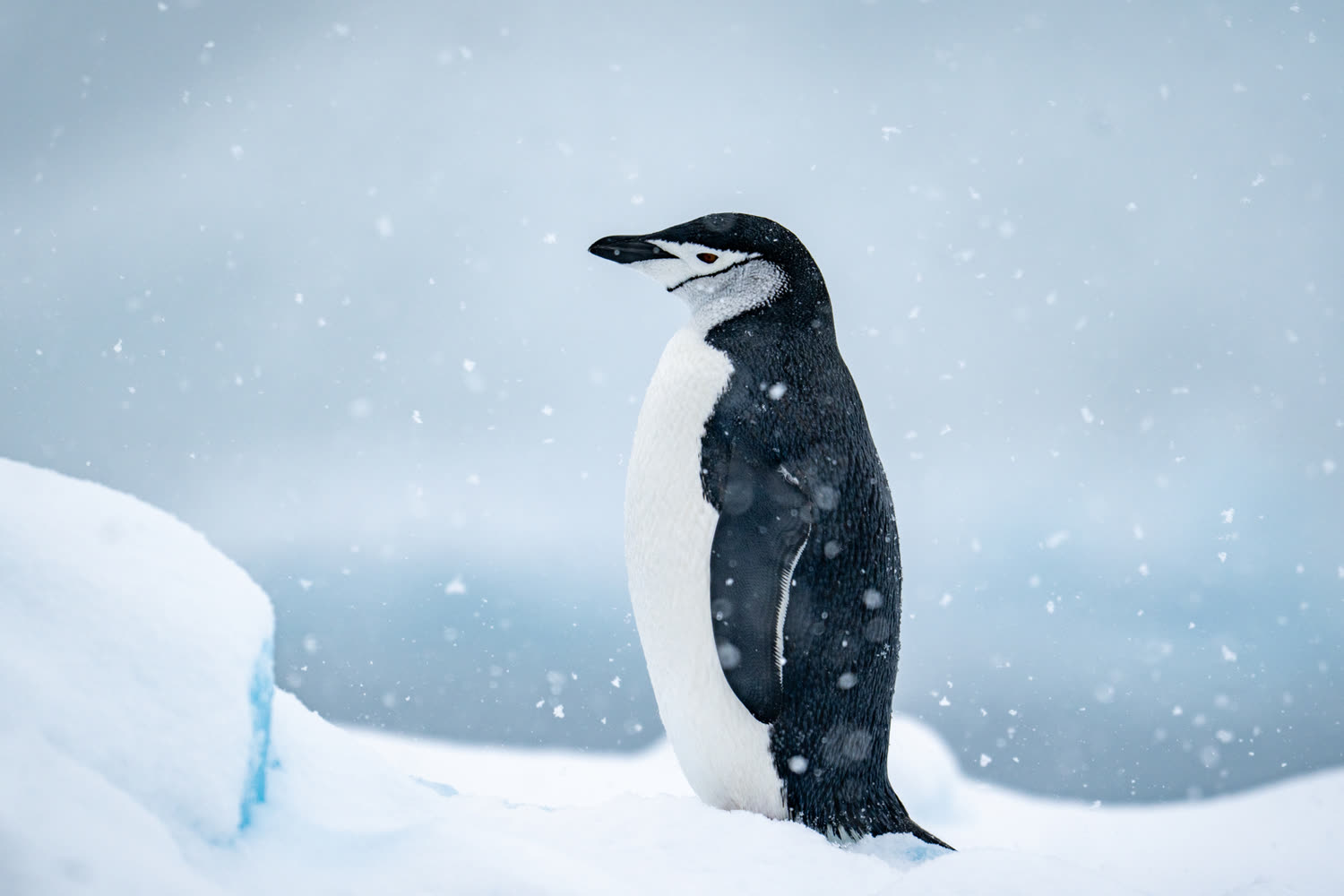 Reiseeindruck 2 — Foto: Aurora Expeditions