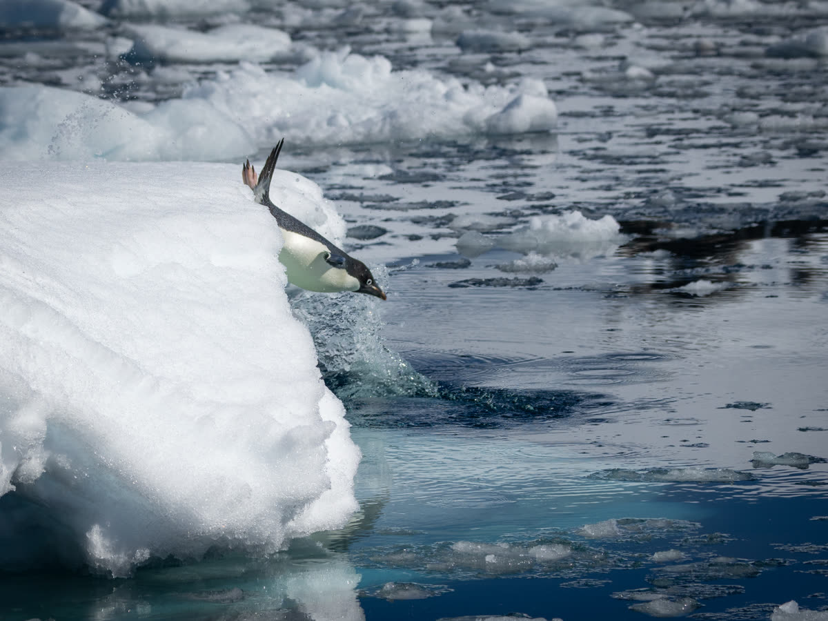Antarktische Halbinsel aktiv | MS SYLVIA EARLE