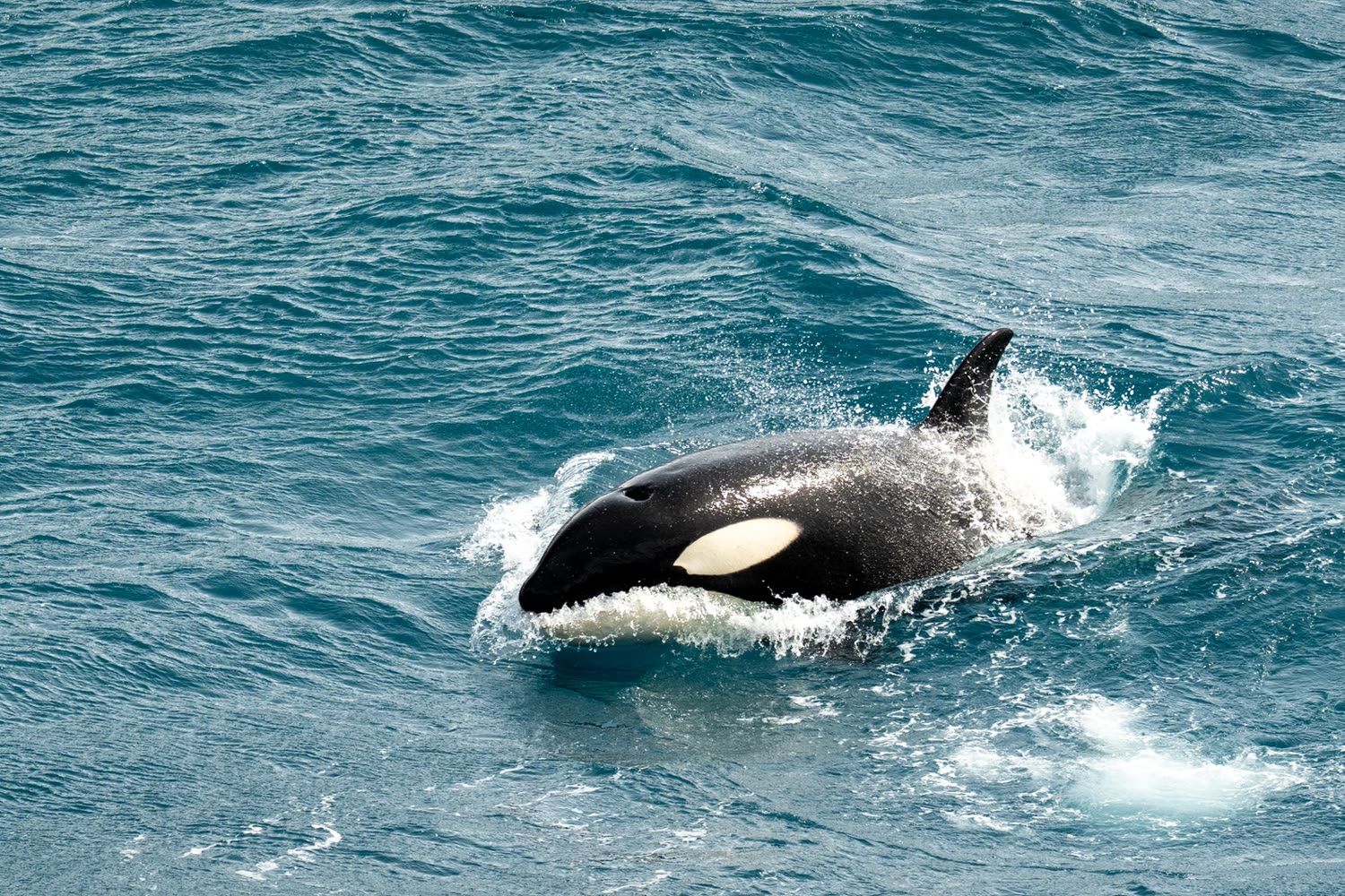 Reiseeindruck 5 — Foto: Aurora Expeditions
