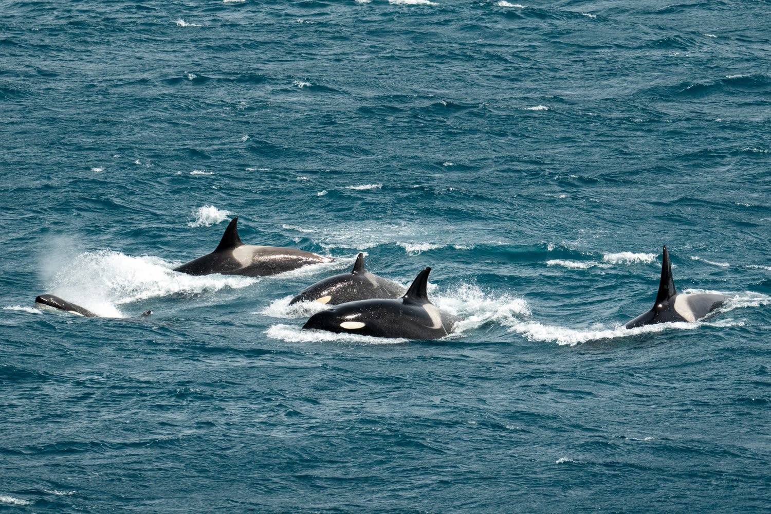 Reiseeindruck 6 — Foto: Aurora Expeditions