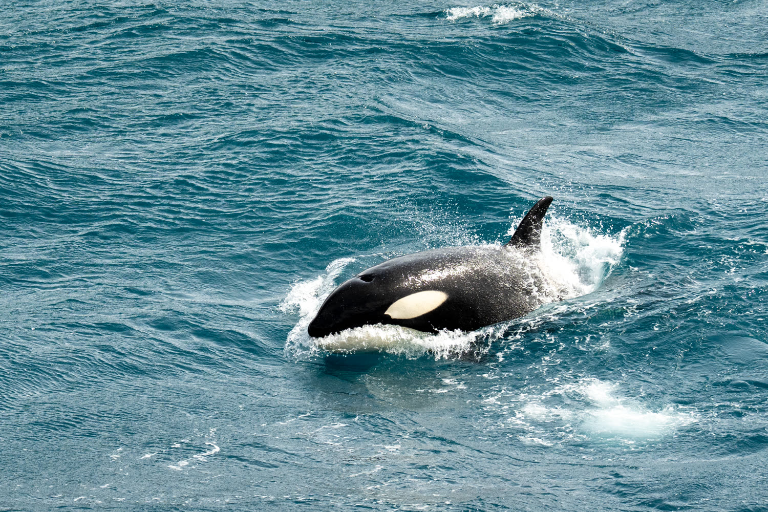 Reiseeindruck 3 — Foto: Aurora Expeditions