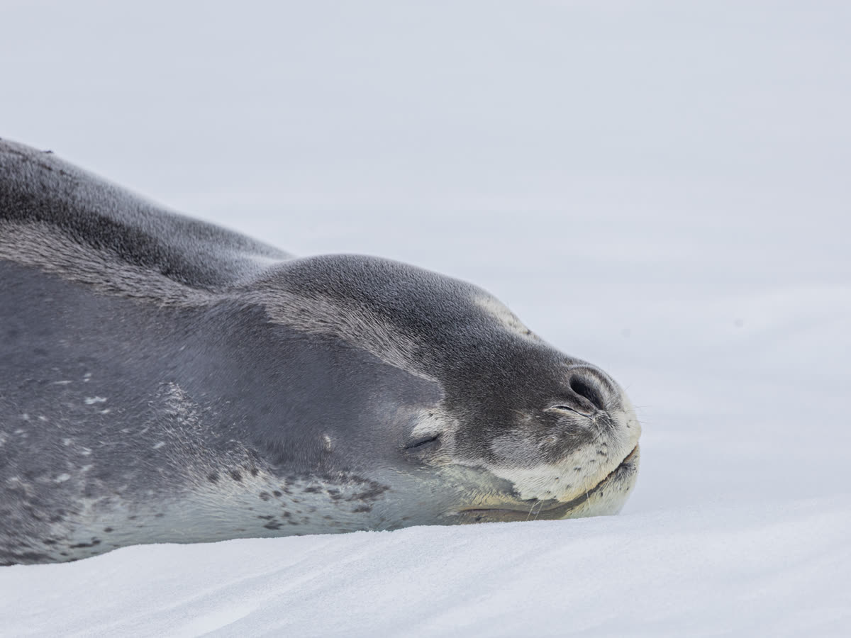 Auf Shackletons Spuren | MS DOUGLAS MAWSON